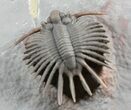 Unidentified Lichid Trilobite From Jorf - Belenopyge Like #56813-4